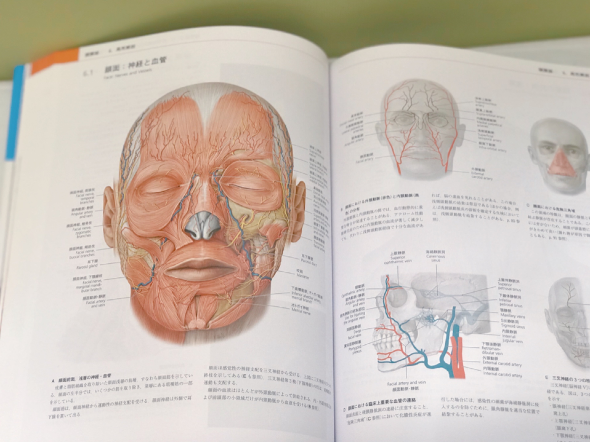 解剖から紐解くヒアルロン酸注入治療 - 福岡市城南区の美容皮膚科 